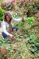 woman cutting back Alchemilla mollis - lady's mantle -  after it has finished flowering. 