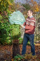 Man overwintering a tree fern by tying and wrapping up with fleece bag.