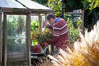 Bringing a tender fuchsia hanging basket into the greenhouse for winter protection.