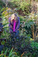 Woman lifting dahlia tubers after the first frost ready for storing inside over winter.