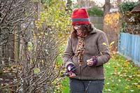 Woman pruning apple cordons in winter. Cutting back by a third to just above a bud. 