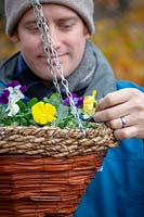Deadheading winter flowering pansies in a hanging basket