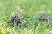 Close up of worm castings on lawn. 