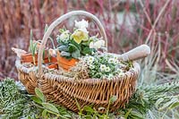 Frosted wicker basket with pots of Hellebore, snowdrops and saxifrage. 