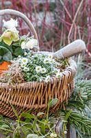 Frosted Helleborus and Saxifrage displayed in wicker basket. 
