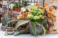 Metal jug displaying frosted Hellebores and dried Hydrangea flowerheads.  