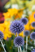 Echinops ritro veitchs blue - Globe thistle flowers in front of a yellow background 