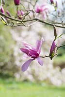 Magnolia 'Caerhays surprise' 