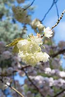 Prunus serrulata 'Ukon' - Japanese Cherry 'Ukon' - Ornamental cherry

