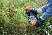 Person applying a weedkiller to kill difficult weeds growing through an allotment fence.