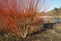 Salix alba var. vitellina 'Britzensis' - Scarlet Willow. St Michael's Mead, Southern Country Park, Bishops Stortford. 