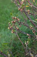 Cecidophyopsis ribis - Big Bud Mite on Ribes nigrum 'Ben Sarek'  - Blackcurrant 'Ben Sarek' 