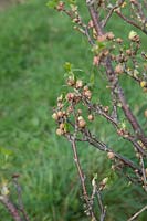 Cecidophyopsis ribis - Big Bud Mite on Ribes nigrum 'Ben Sarek' - Blackcurrant 'Ben Sarek'