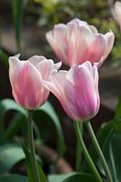 Tulipa 'Sanne' - Tulip 'Sanne' 