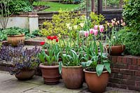 Pot grown tulips in patio setting.