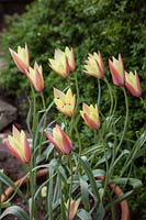 Tulipa clusiana 'Cynthia' - Lady Tulip 'Cynthia'