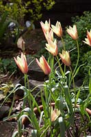 Tulipa clusiana 'Cynthia' - Lady Tulip 'Cynthia'