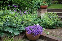 Blue Campanula in pot set in front of Alchemilla mollis and Geranium 'Kashmir Purple' in bed behind. 