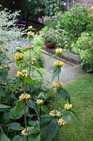 Phlomis russelliana - Turkish sage - at edge of main bed with view of garden beyond