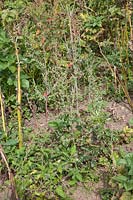 Invasive weeds growing amongst a poor crop of potatoes. Weeds include fat hen Chenopodium album which is running to seed