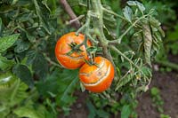 Tomato 'Ailsa Craig', displaying fruit cracking, 
chararcteristic of the variety. This is often associated with inadequate
 or inconsistent irrigation.