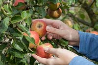 Carefully picking apples intended for keeping, here Malus domestica 'Cox's Orange Pippin'