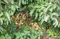Mass of windfallen apples, Malus domestica 'Grenadier', under a short tree. 
This is bad practice, because it encourages rats and diseases, most of these
 apples have brown rot.
