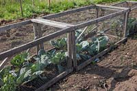 Portable, handmade boxes of wood and chicken wire used to protect a row of 
cabbages from large pests