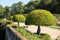 Row of Prunus lusitanica with trimmed heads 
