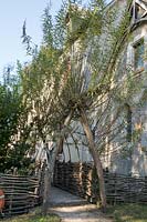 Salix - willow - grown into archway to form entrance gate