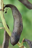 Vicia faba 'Karmazyn' - Broad bean 'Karmazyn' - Pod dried to save seed for following year. 