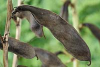 Vicia faba 'Karmazyn' - Broad bean 'Karmazyn' - Pod dried to save seed for following year.
