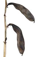 Vicia faba 'Karmazyn' - Broad bean 'Karmazyn' - Pod dried to save seed for following year.


 