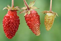 Fragaria vesca 'Regina' - Wild Strawberry 'Regina' - Different stages of ripeness