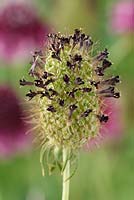 Scabiosa atropurpurea 'Beaujolais Bonnets' - Pincushion flower 'Beaujolais Bonnets' Seedheads