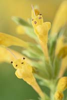 Agastache 'Kudos Yellow' - Giant hyssop 'Kudos Yellow'