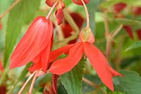 Begonia Boliviensis 'Starshine Red'