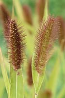 Setaria italica 'Lowlander' - foxtail millet or foxtail bristle grass  Jul