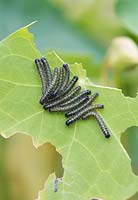 Pieris brassicae - Cabbage white caterpillars feeding on a nasturtium leaf. 
