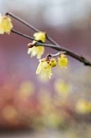 Chimonanthus praecox luteus - yellow wintersweet 