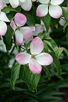 Cornus 'Gloria Birkett' - dogwood tree flowers 