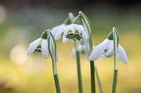 Galanthus 'Hill Poe' - Hybrid double Snowdrop 