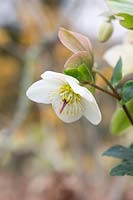 Helleborus x glandorfensis 'Ice n' Roses White' - Hellebore 