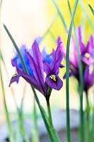 Iris reticulata 'J.S. Dijt' - Iris 'J.S. Dijt'

