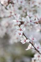 Prunus cerasifera 'Hessei' - cherry plum tree blossom