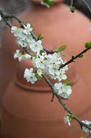 Prunus domestica 'Opal' - plum - blossom in front of terracotta forcing jars
