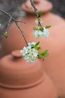 Prunus domestica 'Opal' - plum - blossom in front of terracotta forcing jars

