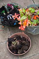 Collecting and saving begonia corms from plants previously grown in 
a hanging basket