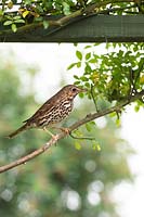 Turdus philomelos - song thrush perching on on a rose branch
