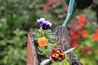 Watering Viola x wittrockiana - Panola pansies in a narrow window box
using a watering can fitted with a rose  